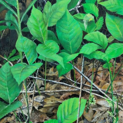The Poison Ivy